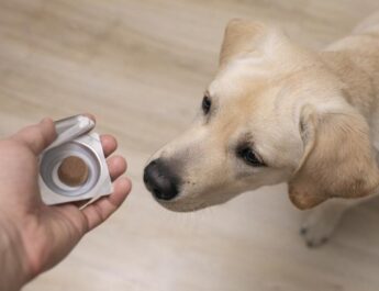 Suplementos para mascotas: lo que debe saber antes de administrarlos
