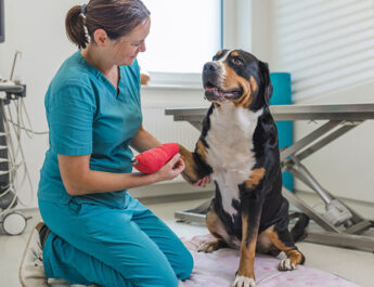 El horario de verano también afecta a tu mascota: lo que debes saber