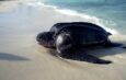 En Aruba, proteger la anidación de tortugas exige más que luces amigables