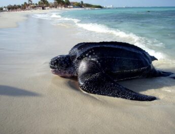 En Aruba, proteger la anidación de tortugas exige más que luces amigables