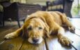 Hipotiroidismo en mascotas: una condición silenciosa que puede afectar su calidad de vida