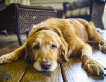 Hipotiroidismo en mascotas: una condición silenciosa que puede afectar su calidad de vida