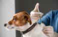 Exhortan a participar en feria de vacunación de mascotas en Toa Alta