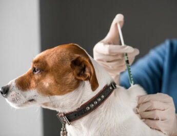 Exhortan a participar en feria de vacunación de mascotas en Toa Alta