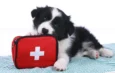 Por qué las mascotas necesitan un plan de emergencia