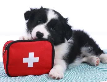 Por qué las mascotas necesitan un plan de emergencia