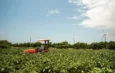 Agricultura reporta aumento récord en agricultores asegurados