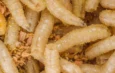 Agricultura refuerza medidas ante gusano barrenador detectado en Texas