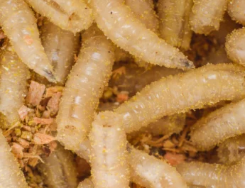 Agricultura refuerza medidas ante gusano barrenador detectado en Texas