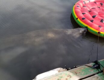 Cuestionan anuncio del DRNA sobre prohibición en Bahía de Jobos