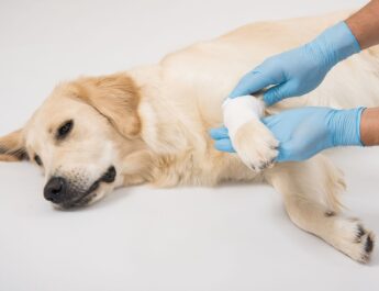 Cómo identificar si tu mascota ha sido envenenada