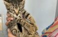 Decenas de dueños de mascotas se beneficiaron con Clínica de Vacunación en Moca