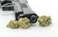 CODEPOLA acude a Apelaciones por pacientes de cannabis con licencia de armas