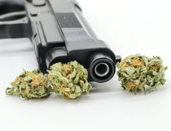 CODEPOLA acude a Apelaciones por pacientes de cannabis con licencia de armas