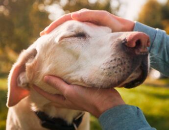 Colegio de Médicos Veterinarios reanuda grupos de apoyo para dueños de mascotas en duelo