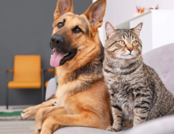 Cambios de comportamiento en tu mascota: señales de alerta en perros y gatos que no debes ignorar
